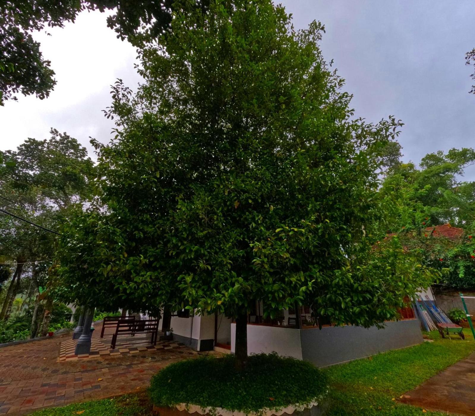 Misty Lake Resorts, Munnar Extérieur photo